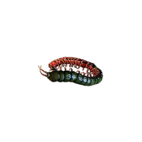 Buy Ryslatha's Coil for Path of Exile
